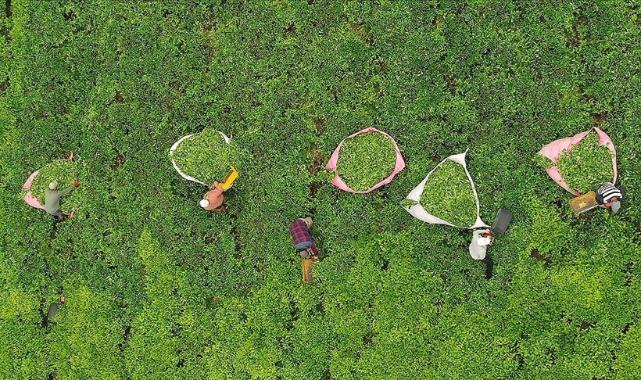 Trabzon’da Çay Hasadı Coşkuyla Başladı: Üreticiler Yeni Sezondan Umutlu