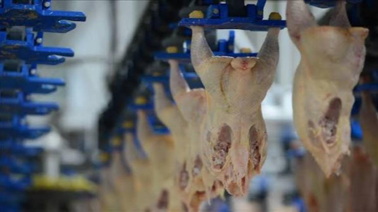 Mayısta Tavuk Eti Üretimi Yüzde 16,3 Geriledi
