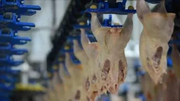 Mayısta Tavuk Eti Üretimi Yüzde 16,3 Geriledi